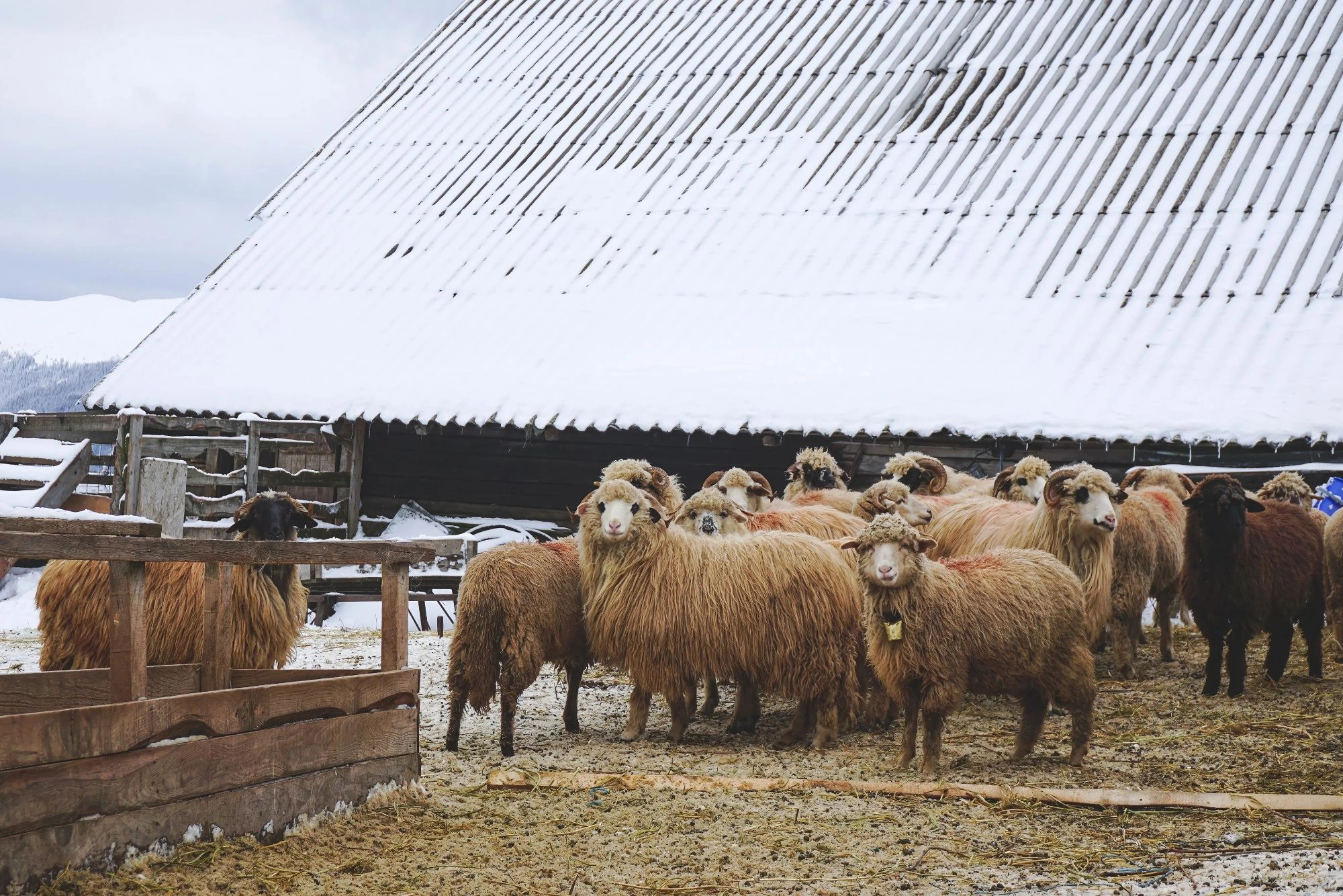 Poultry and Dairy Farming Roofing Page Image 1